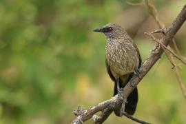Tymal kroplisty - Turdoides jardineii - Arrow-marked Babbler