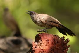 Tymal kroplisty - Turdoides jardineii - Arrow-marked Babbler