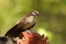 Tymal kroplisty - Turdoides jardineii - Arrow-marked Babbler