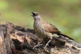 Tymal kroplisty - Turdoides jardineii - Arrow-marked Babbler