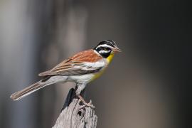 Trznadel złotobrzuchy - Emberiza flaviventris - Golden-breasted Bunting