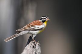 Trznadel złotobrzuchy - Emberiza flaviventris - Golden-breasted Bunting