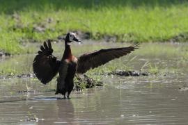 Drzewica białolica - Sarkidiornis melanotos - White-faced Whistling Duck