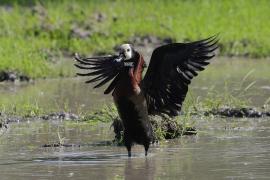 Drzewica białolica - Sarkidiornis melanotos - White-faced Whistling Duck