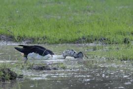 Dziwonos - Sarkidiornis melanotos - Comb Duck