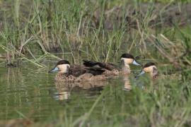 Srebrzanka hotentocka - Anas hottentota - Hottentot Teal