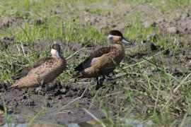 Srebrzanka hotentocka - Anas hottentota - Hottentot Teal