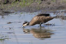 Srebrzanka hotentocka - Anas hottentota - Hottentot Teal