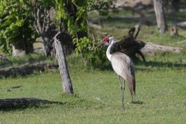 Żuraw koralowy - Grus carunculata - Wattled Crane