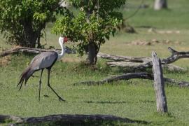 Żuraw koralowy - Grus carunculata - Wattled Crane