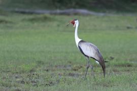 Żuraw koralowy - Grus carunculata - Wattled Crane