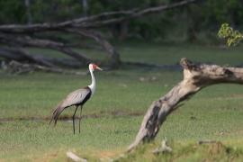 Żuraw koralowy - Grus carunculata - Wattled Crane