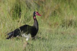 Gęsiec - Plectropterus gambensis - Spur-winged Goose