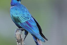Błyszczak krępy - Lamprotornis australis - Burchell's Starling