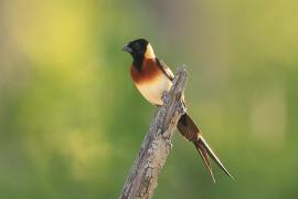 Wdówka rajska - Vidua paradisaea - Eastern Paradise Whydah
