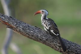 Toko buszmeński - Tockus rufirostris - Southern red-billed hornbill