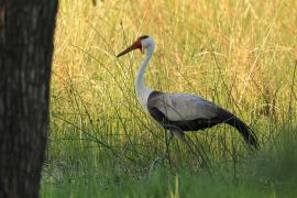 Żuraw koralowy - Grus carunculata - Wattled Crane