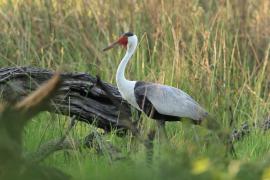 Żuraw koralowy - Grus carunculata - Wattled Crane