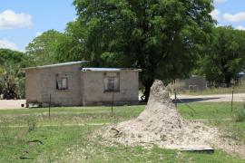 Maun