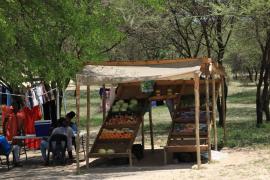 Maun