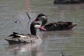 Srebrzanka czerwonodzioba - Anas erythrorhyncha - Red-billed Teal