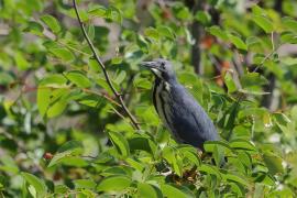 Bączek ciemny - Ixobrychus sturmii - Dwarf Bittern