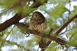 Sóweczka sawannowa - Glaucidium perlatum - Pearl-spotted Owlet