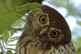 Sóweczka sawannowa - Glaucidium perlatum - Pearl-spotted Owlet