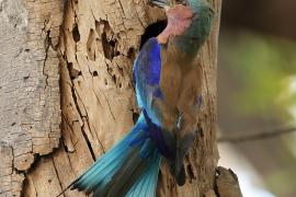 Kraska liliowopierśna - Coracias caudatus - Lilac-breasted Roller