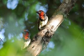 Wąsal obrożny - Lybius torquatus - Black-collared Barbet