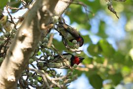 Wąsal obrożny - Lybius torquatus - Black-collared Barbet