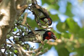 Wąsal obrożny - Lybius torquatus - Black-collared Barbet