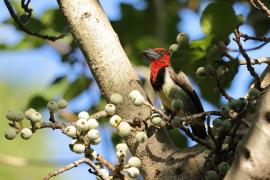 Wąsal obrożny - Lybius torquatus - Black-collared Barbet