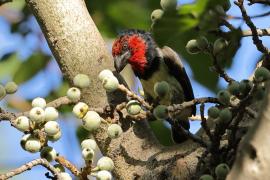 Wąsal obrożny - Lybius torquatus - Black-collared Barbet