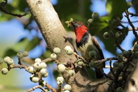Wąsal obrożny - Lybius torquatus - Black-collared Barbet
