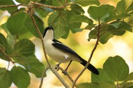 Dzierzyk zaroślowy - Laniarius aethiopicus - Tropical Boubou