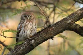 Sóweczka sawannowa - Glaucidium perlatum - Pearl-spotted Owlet