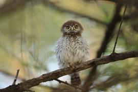 Sóweczka sawannowa - Glaucidium perlatum - Pearl-spotted Owlet