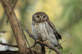 Sóweczka sawannowa - Glaucidium perlatum - Pearl-spotted Owlet