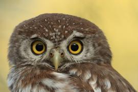 Sóweczka sawannowa - Glaucidium perlatum - Pearl-spotted Owlet