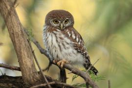 Sóweczka sawannowa - Glaucidium perlatum - Pearl-spotted Owlet