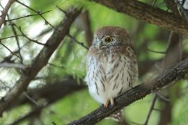 Sóweczka sawannowa - Glaucidium perlatum - Pearl-spotted Owlet