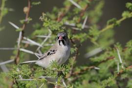 Łuskogłowik czarnobrody - Sporopipes squamifrons - Scaly-fronted Weaver