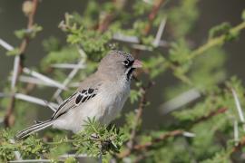 Łuskogłowik czarnobrody - Sporopipes squamifrons - Scaly-fronted Weaver