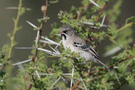 Łuskogłowik czarnobrody - Sporopipes squamifrons - Scaly-fronted Weaver