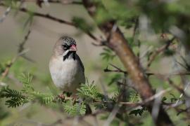 Łuskogłowik czarnobrody - Sporopipes squamifrons - Scaly-fronted Weaver