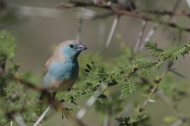 Motylik sawannowy - Uraeginthus angolensis - Blue-breasted Cordon-bleu