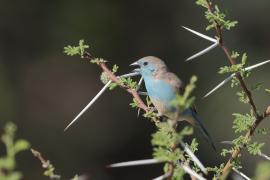 Motylik sawannowy - Uraeginthus angolensis - Blue-breasted Cordon-bleu