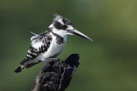 Rybaczek srokaty - Ceryle rudis - Pied Kingfisher