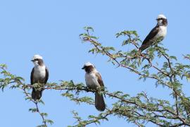 Białoczub maskowy - Eurocephalus anguitimens - Southern White-crowned Shrike